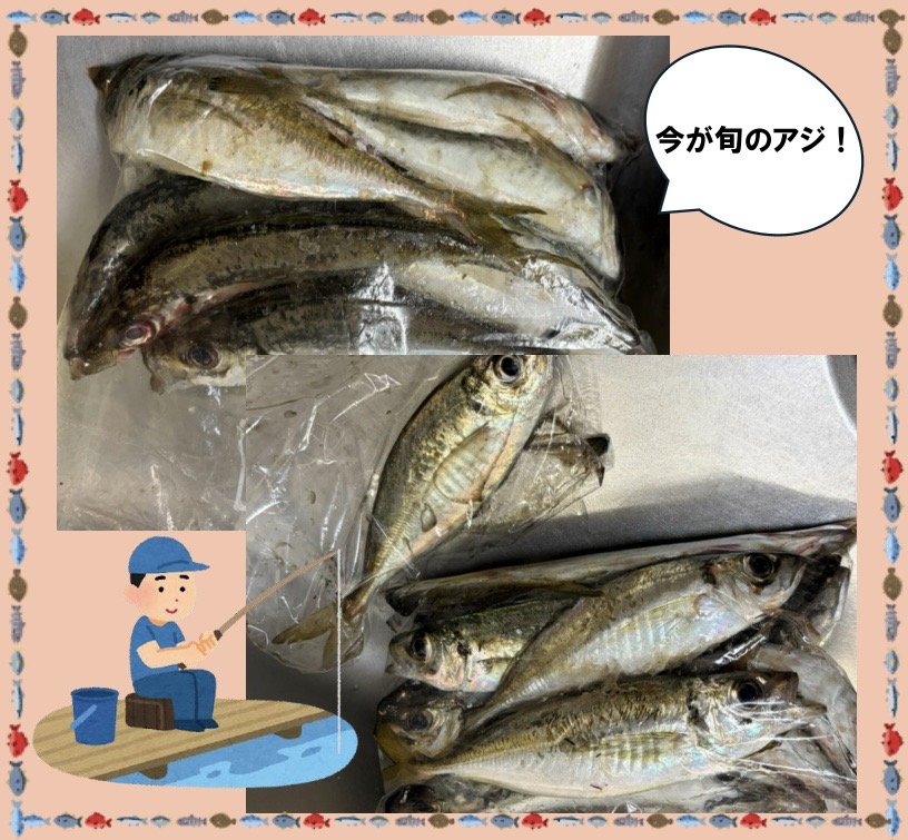 今が旬のアジ！
